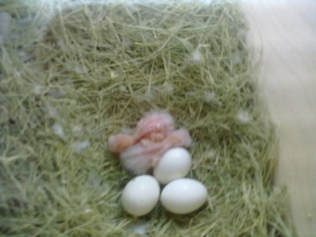 1 Turquesa Ino 1 Turquesa Violeta